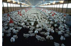 Healthy poultry in a broiler house.