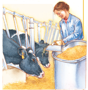 Older child feeding grain to cows