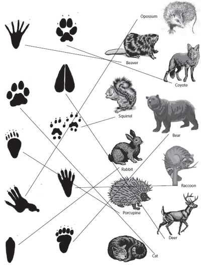 paw identification answers