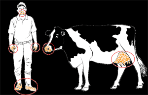 Se pueden transmitir de el hombre a una vaca o de una vaca a un hombre