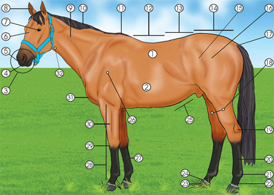This is a Diagram of a horse, labeled with numbers 1 through 32.