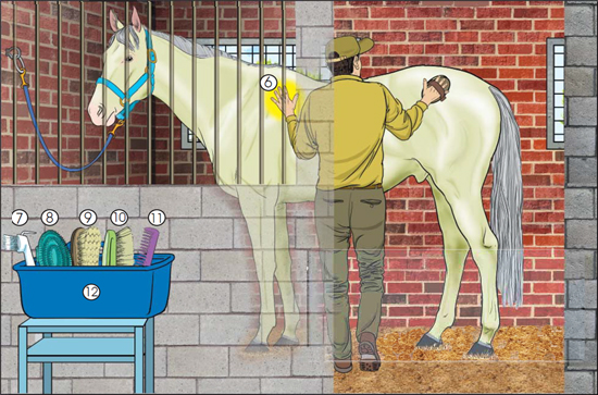 Drawing of a horse and a man in a stall while he is grooming it