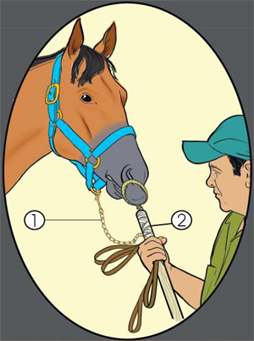 This is how the muzzle of the horse is restrained.
