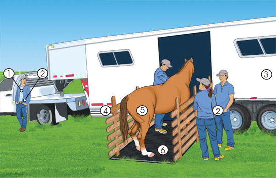 This is a picture of all that is involved in loading a horse into a trailer