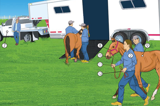 Picture of workers leading a horse up the ramp into the trailer