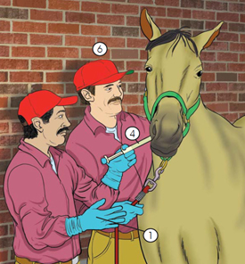 This is picture of men administering oral medication to a horse