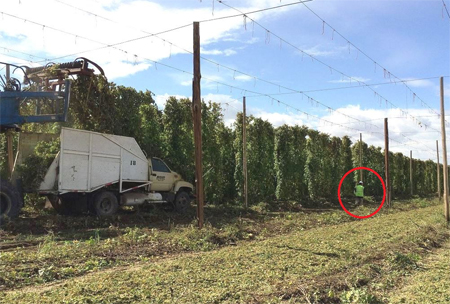 Top-cutter hop harvester cutting vines and dropping them onto a truck at the employer's hop farm. The field crew side tender is walking ahead and well clear of the top-cutter and truck, where he can be seen by the operators. He is wearing a hard hat and high-visibility safety vest.