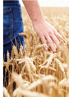 person in a field of wheat