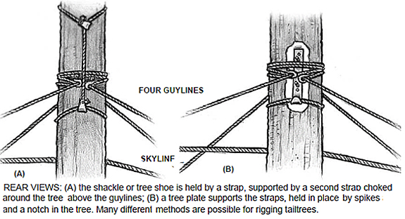 REAR VIEWS: (A) the shackle or tree shoe is held by a strap, supported by a second strap choked around the tree above the guylines; (B) a tree plate supports the straps, held in place by spikes and a notch in the tree. Many different methods are possible for rigging tailtrees.
