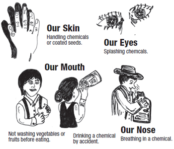 The four routes of exposure to chemicals: skin, mouth, nose, eyes