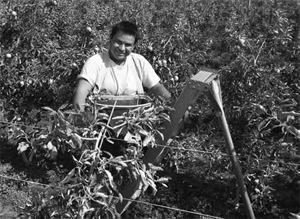 man on an orchard ladder with apples