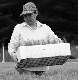 Female worker carrying a pallet of seedlings