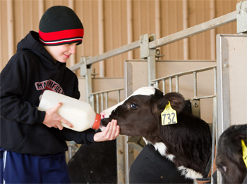 youth feeding baby cow milk
