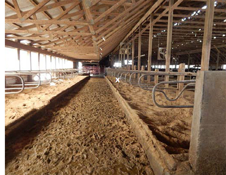 Figure 2. Freestall barn area leading to dairy milking parlor